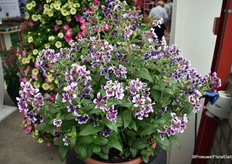 Een nieuw serie is Sweet Talk cuphea en op de foto is Lavender Splash. Deze serie is er een die het heel erg goed doet in warme periodes omdat deze blijft bloeien en trekt bijen aan, heel de zomer lang. Doet het goed onder warme en droge omstandigheden, dus goed in verschillende klimaten.